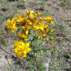 Hypericum perforatum (St John's Wort) at Symonston, ACT - 27 Nov 2018 by Mike