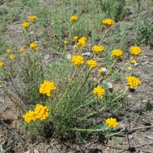 Chrysocephalum semipapposum at Symonston, ACT - 27 Nov 2018 02:44 PM