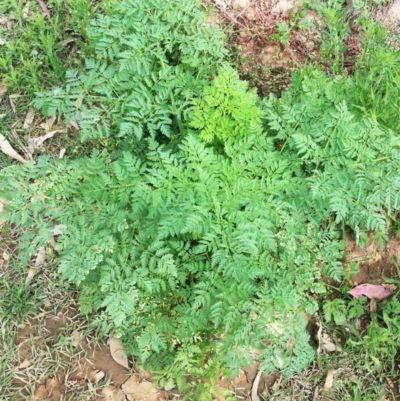 Conium maculatum (Hemlock) at Isaacs Ridge and Nearby - 27 Nov 2018 by ruthkerruish