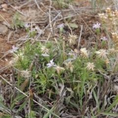 Vittadinia muelleri (Narrow-leafed New Holland Daisy) at Mitchell, ACT - 22 Nov 2018 by michaelb