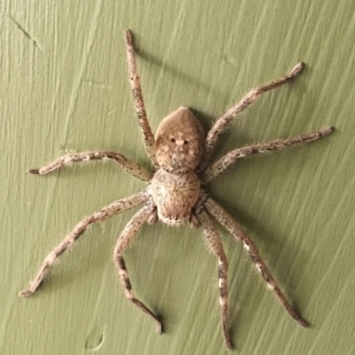 Neosparassus sp. (genus) (Badge huntsman) at Hughes, ACT - 27 Nov 2018 by ruthkerruish