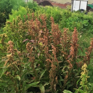 Rumex crispus at Jerrabomberra, ACT - 27 Nov 2018