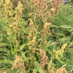 Rumex crispus at Jerrabomberra, ACT - 27 Nov 2018