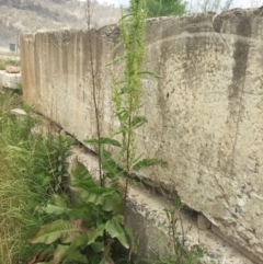 Rumex crispus at Jerrabomberra, ACT - 27 Nov 2018