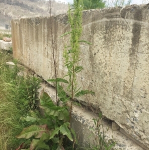 Rumex crispus at Jerrabomberra, ACT - 27 Nov 2018