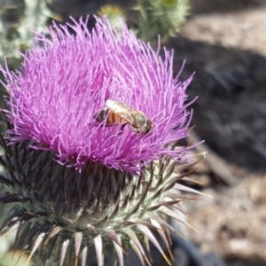 Apis mellifera at Symonston, ACT - 27 Nov 2018