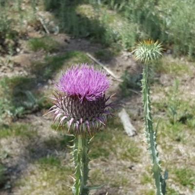 Onopordum acanthium (Scotch Thistle) at Callum Brae - 27 Nov 2018 by Mike