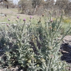 Onopordum acanthium at Symonston, ACT - 27 Nov 2018 02:53 PM