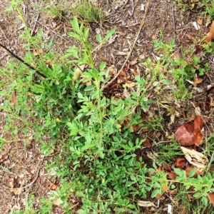 Melilotus indicus at Jerrabomberra, ACT - 27 Nov 2018 11:00 AM