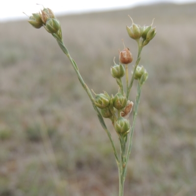 Linum marginale (Native Flax) at Crace Grasslands - 22 Nov 2018 by michaelb