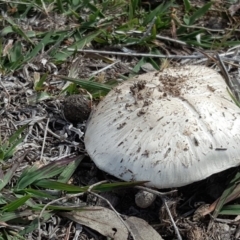 Agaricus sp. (Agaricus) at Callum Brae - 27 Nov 2018 by Mike