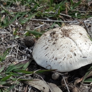 Agaricus sp. at Symonston, ACT - 27 Nov 2018