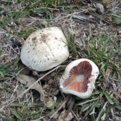 Agaricus sp. at Symonston, ACT - 27 Nov 2018