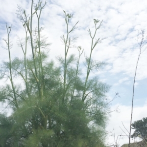 Foeniculum vulgare at Jerrabomberra, ACT - 27 Nov 2018 11:00 AM