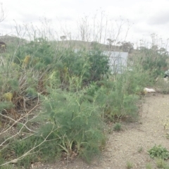 Foeniculum vulgare at Jerrabomberra, ACT - 27 Nov 2018 11:00 AM