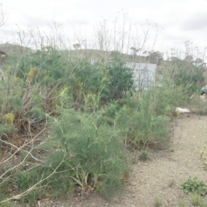 Foeniculum vulgare at Jerrabomberra, ACT - 27 Nov 2018 11:00 AM