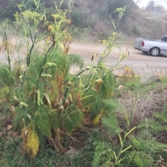 Foeniculum vulgare at Jerrabomberra, ACT - 27 Nov 2018 11:00 AM