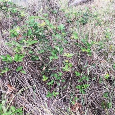 Rubus anglocandicans (Blackberry) at Jerrabomberra, ACT - 27 Nov 2018 by ruthkerruish