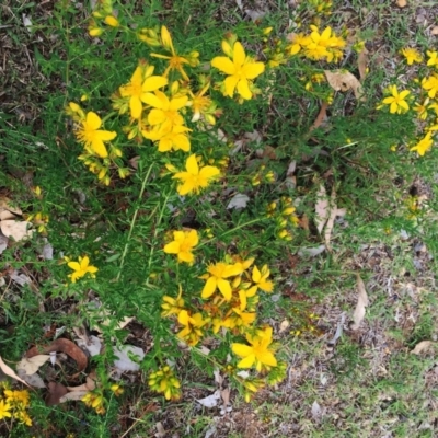 Hypericum perforatum (St John's Wort) at Isaacs Ridge and Nearby - 27 Nov 2018 by ruthkerruish