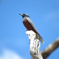 Artamus superciliosus (White-browed Woodswallow) at Primrose Valley, NSW - 26 Nov 2018 by KumikoCallaway