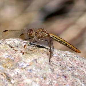 Diplacodes haematodes at Molonglo Valley, ACT - 26 Nov 2018