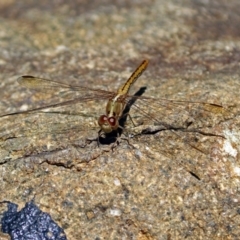 Diplacodes haematodes at Molonglo Valley, ACT - 26 Nov 2018