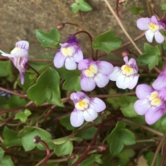 Cymbalaria muralis subsp. muralis (Ivy-leaved Toadflax) at Belconnen, ACT - 27 Nov 2018 by RWPurdie