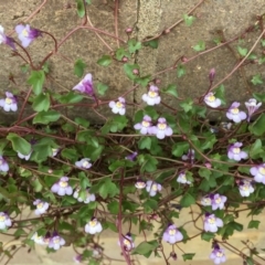 Cymbalaria muralis subsp. muralis at Belconnen, ACT - 27 Nov 2018 12:00 AM