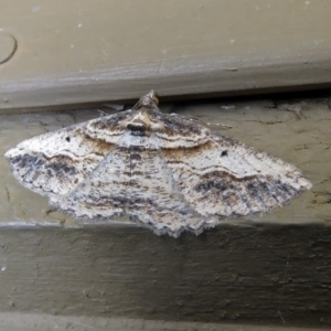 Syneora euboliaria at Molonglo Valley, ACT - 26 Nov 2018 12:51 PM