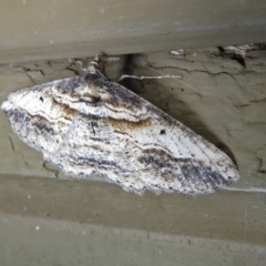 Syneora euboliaria at Molonglo Valley, ACT - 26 Nov 2018 12:51 PM