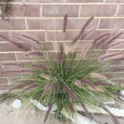 Cenchrus setaceus (African Fountain Grass) at Belconnen, ACT - 26 Nov 2018 by RWPurdie