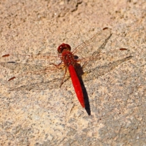 Diplacodes haematodes at Molonglo Valley, ACT - 26 Nov 2018 11:36 AM