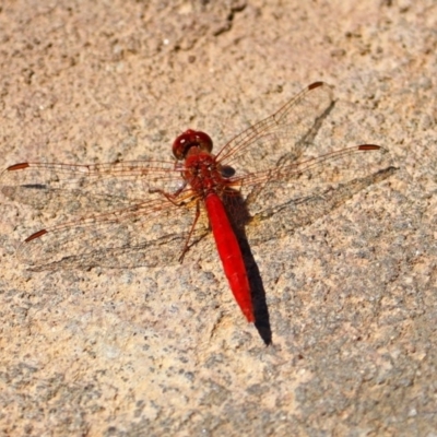 Diplacodes haematodes (Scarlet Percher) at Molonglo Valley, ACT - 26 Nov 2018 by RodDeb
