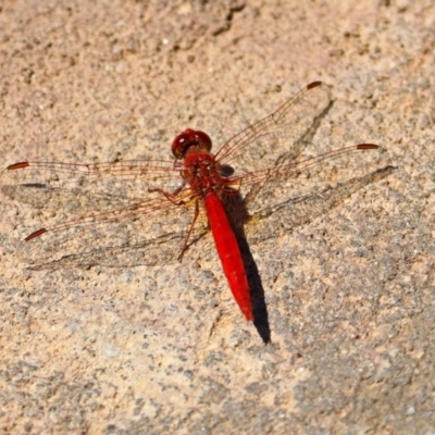 Diplacodes haematodes (Scarlet Percher) at Molonglo Valley, ACT - 26 Nov 2018 by RodDeb