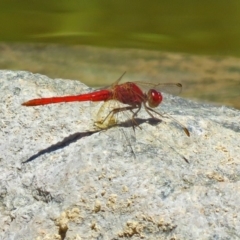 Diplacodes haematodes at Molonglo Valley, ACT - 26 Nov 2018 11:36 AM