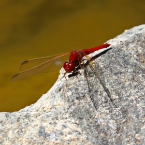 Diplacodes haematodes at Molonglo Valley, ACT - 26 Nov 2018