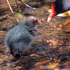 Gallinula tenebrosa (Dusky Moorhen) at Molonglo Valley, ACT - 25 Nov 2018 by RodDeb