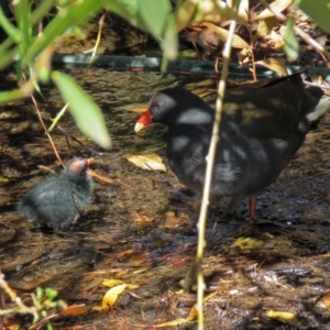 Gallinula tenebrosa at Molonglo Valley, ACT - 26 Nov 2018 10:38 AM