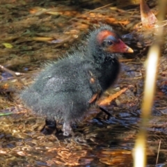 Gallinula tenebrosa at Molonglo Valley, ACT - 26 Nov 2018 10:38 AM