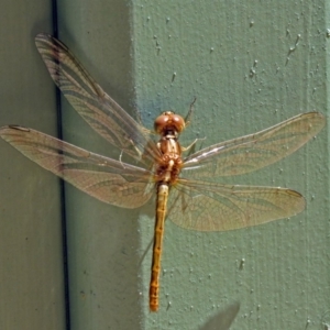 Diplacodes haematodes at Molonglo Valley, ACT - 26 Nov 2018