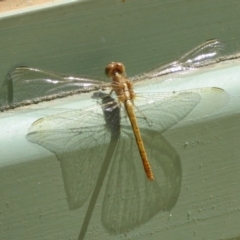 Diplacodes haematodes at Molonglo Valley, ACT - 26 Nov 2018