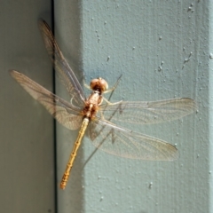 Diplacodes haematodes at Molonglo Valley, ACT - 26 Nov 2018