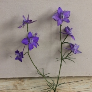 Delphinium grandiflorum at Malua Bay, NSW - 27 Nov 2018 03:06 PM