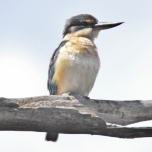 Todiramphus sanctus at Tennent, ACT - 27 Nov 2018