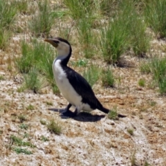 Microcarbo melanoleucos at Molonglo Valley, ACT - 26 Nov 2018