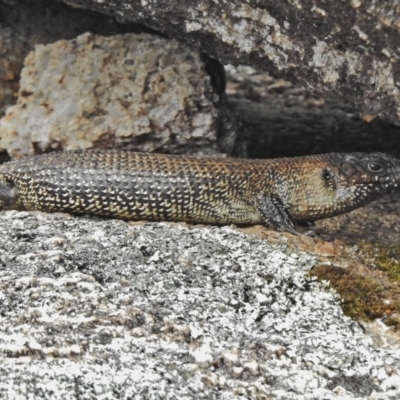 Egernia cunninghami (Cunningham's Skink) at Tennent, ACT - 26 Nov 2018 by JohnBundock