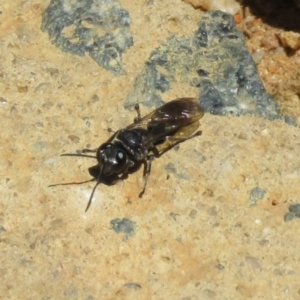 Crabroninae (subfamily) at Molonglo Valley, ACT - 26 Nov 2018