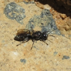 Crabroninae (subfamily) at Molonglo Valley, ACT - 26 Nov 2018