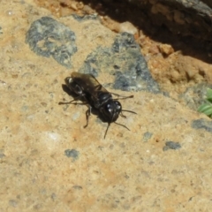 Crabroninae (subfamily) at Molonglo Valley, ACT - 26 Nov 2018