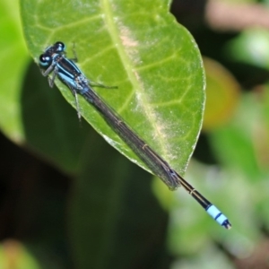 Ischnura heterosticta at Molonglo Valley, ACT - 26 Nov 2018